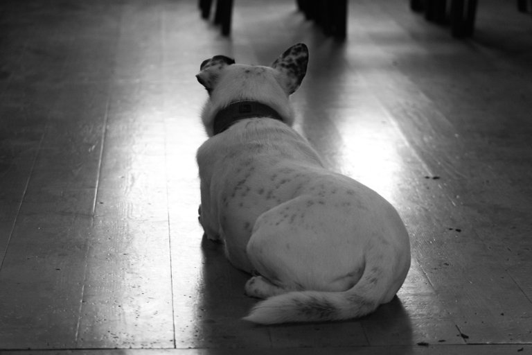 bw_dog_img_9651.jpg