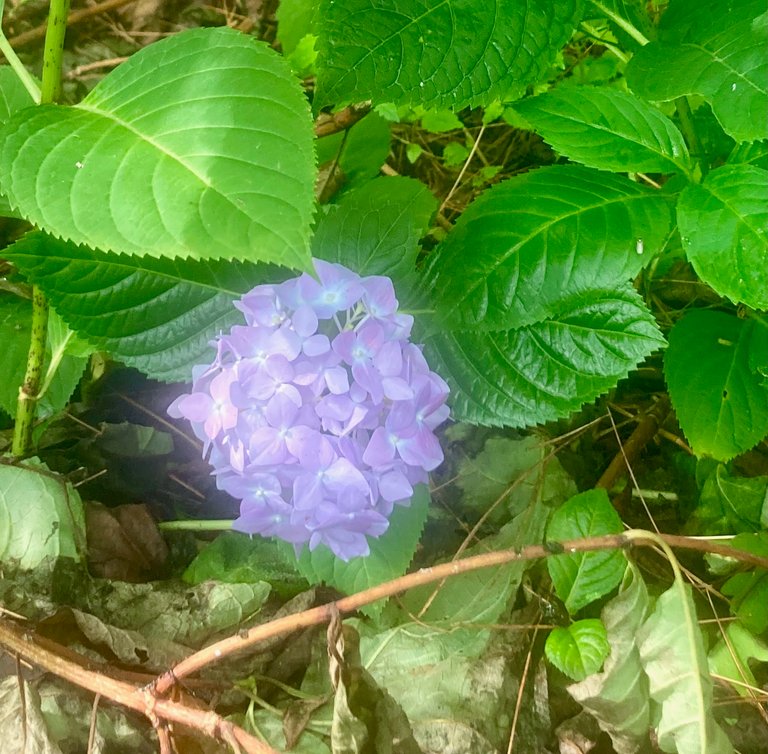 Hydrangea
