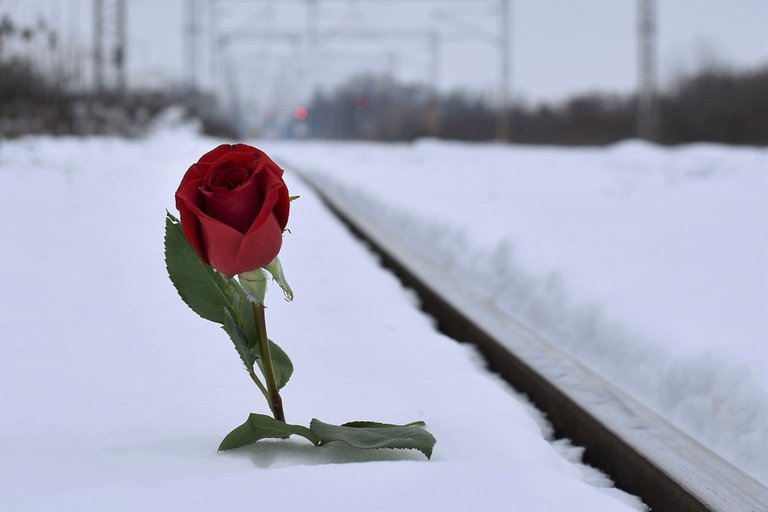 red_rose_in_snow_3928306_1920.jpg