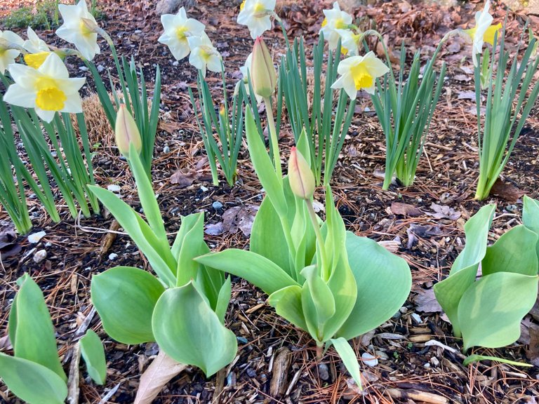 Tulips coming