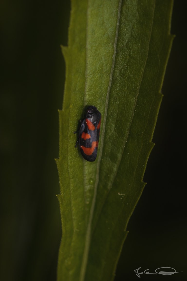 Froghopper - Cercopis Vulnerata