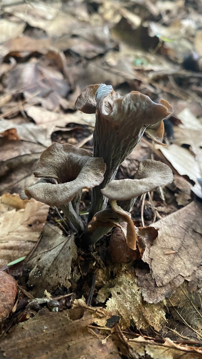 Black Trumpets