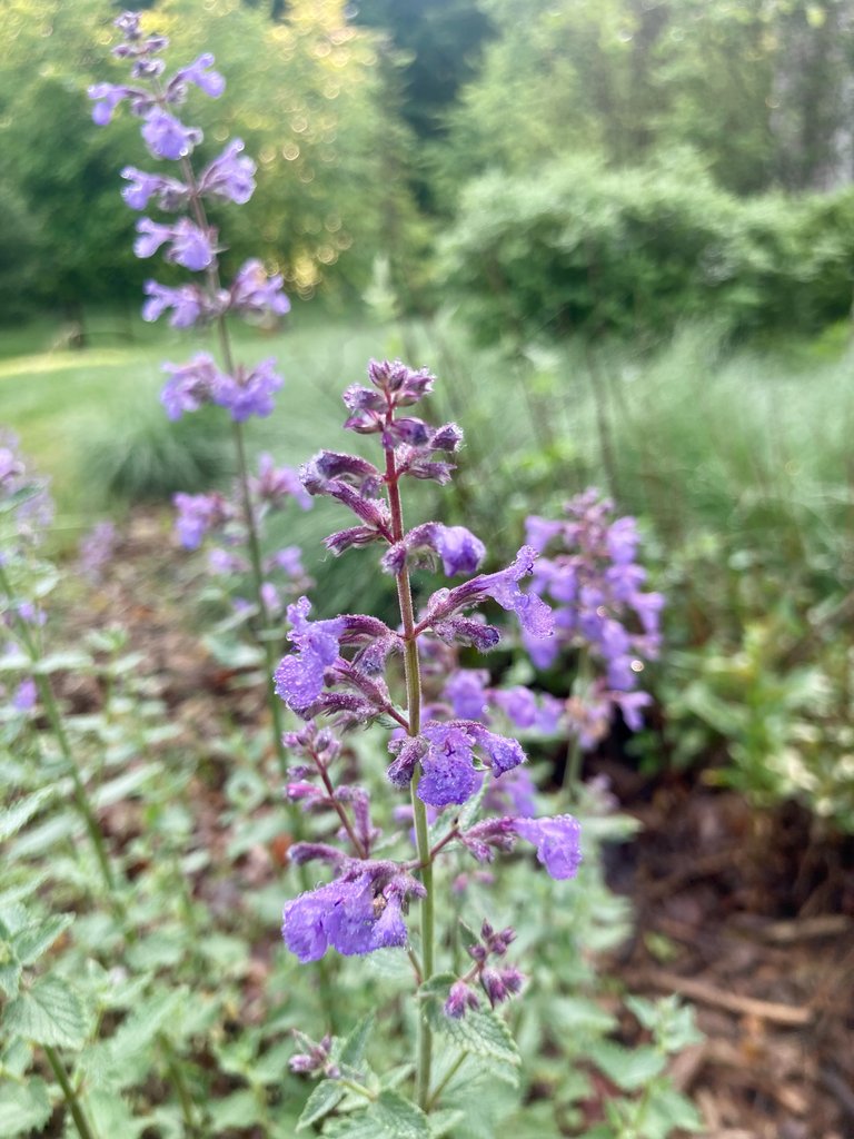 Lavender