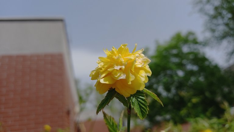 img_0.7945825601552808.jpg