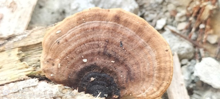 bracket fungus
