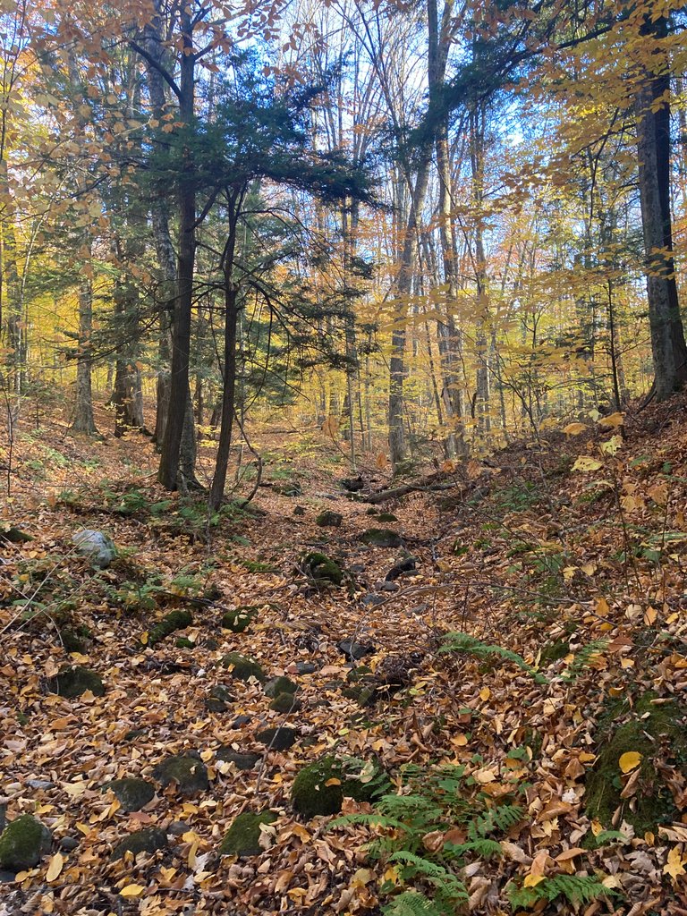 Dry creek bed