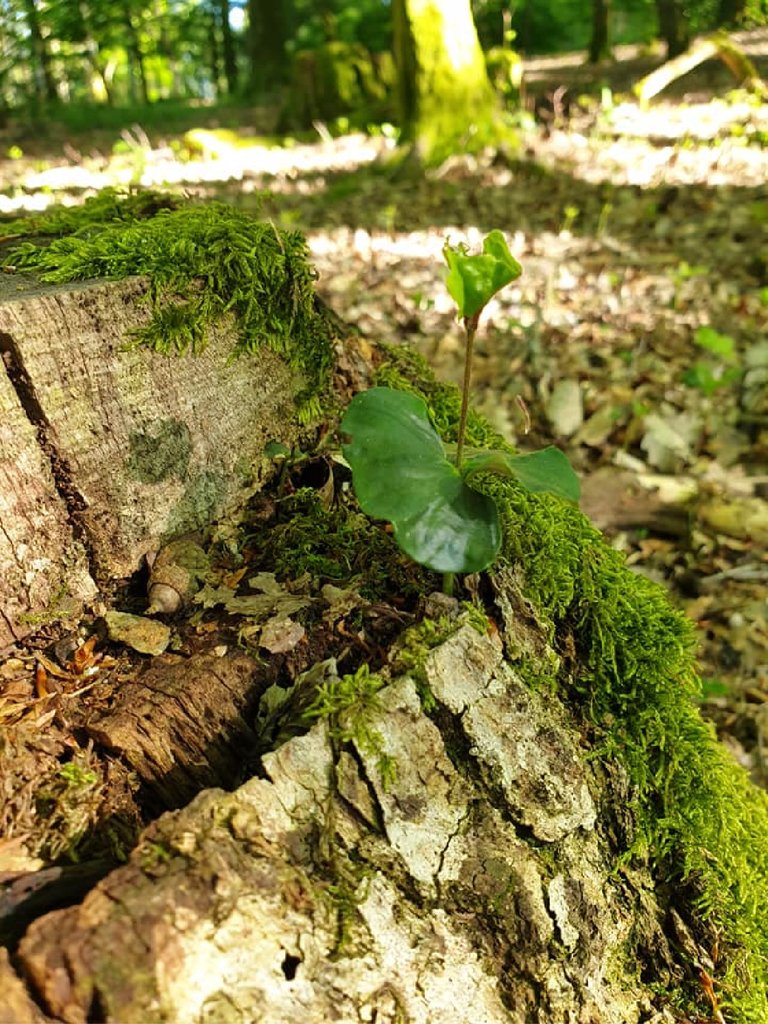 wald101062021.jpg