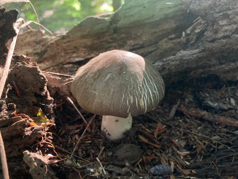 Plump brown mushroom