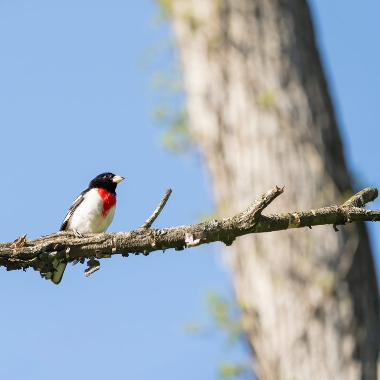 Rose-breasted Grosbeak