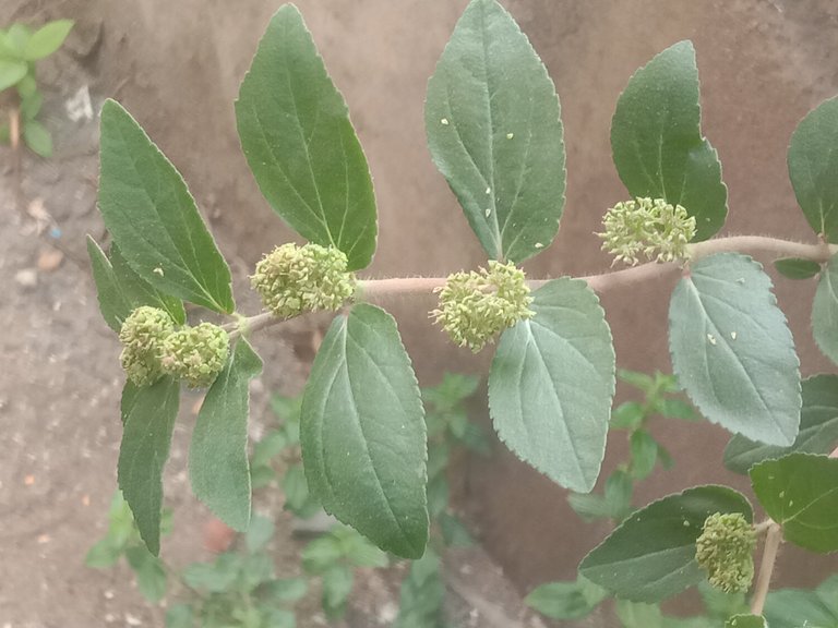 euphorbia hirta