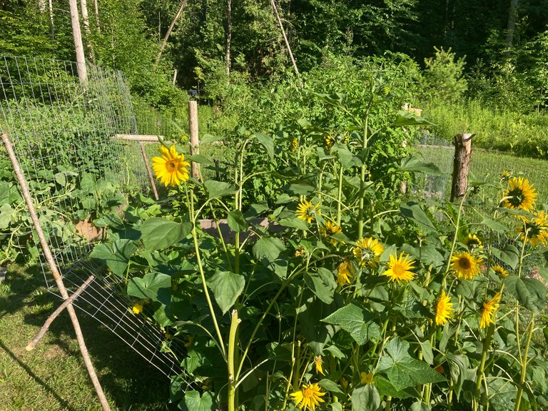 Trellis Extension