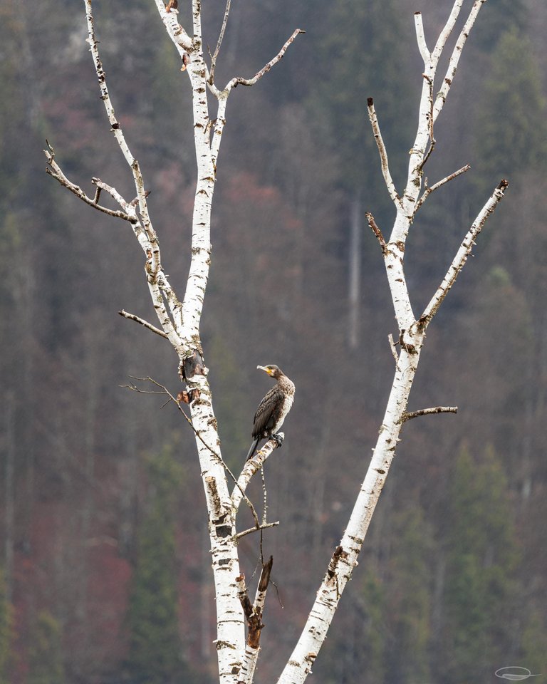 Wildlife Photography: Birds - Cormorant - Johann Piber