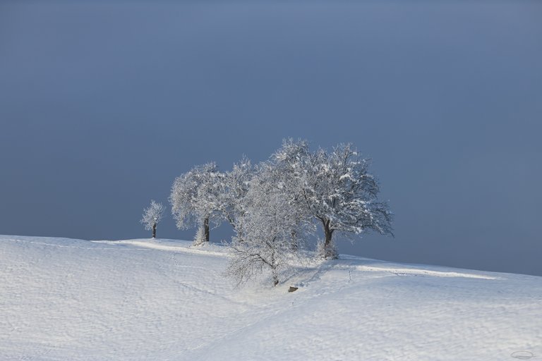 Another Year is over - thank you all - Trees in the Snow