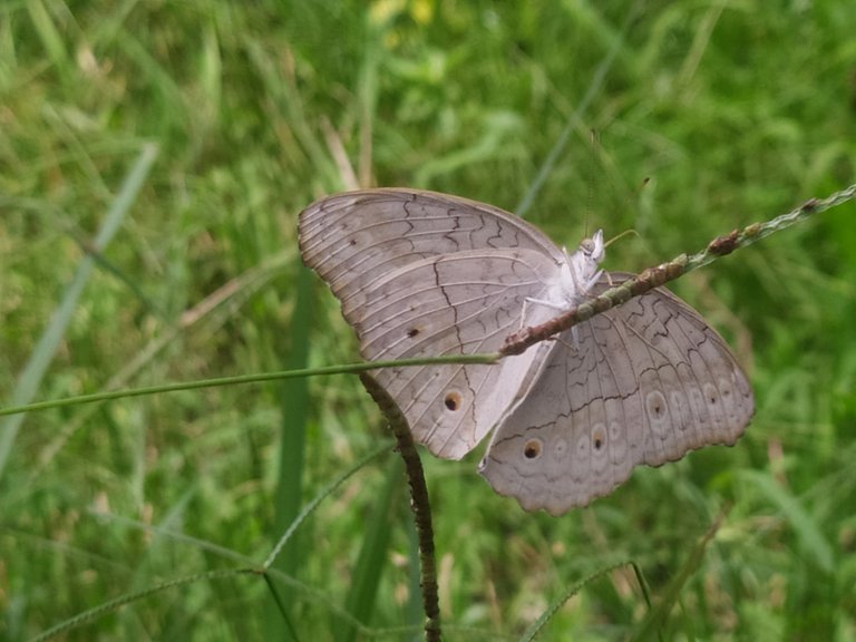 Butterflies that like to fly.