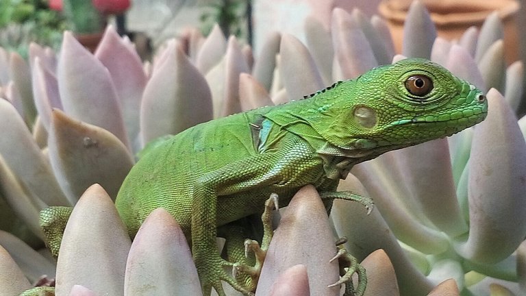 iguana.jpg