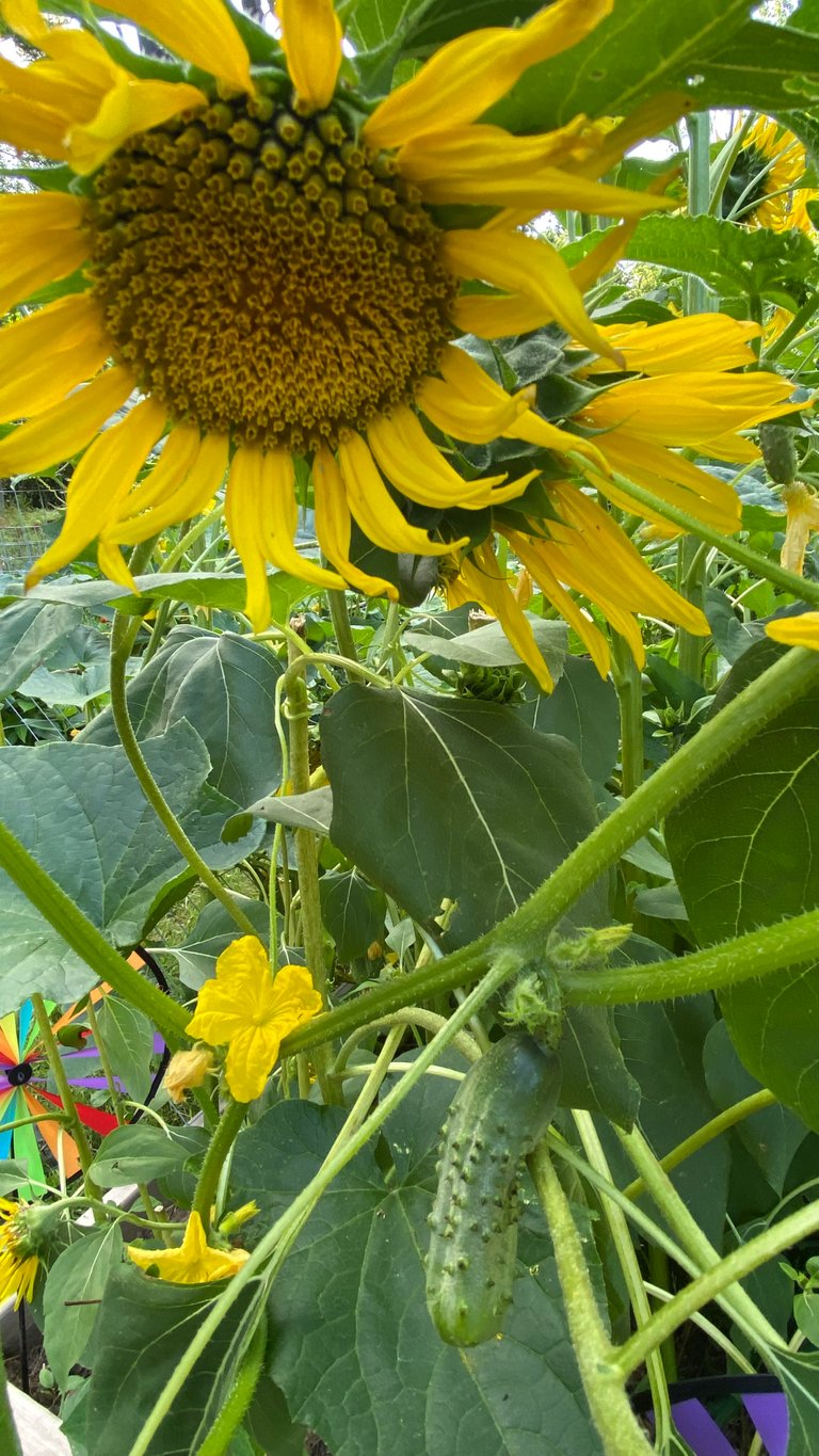 Cucumbers and Sunflowers