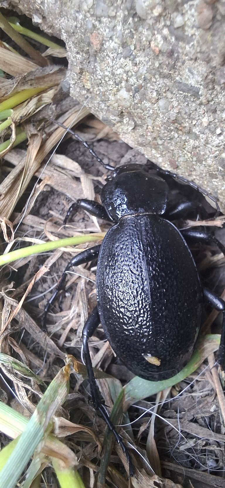 Night Watcher of the Garden – Encounter with the Leather Beetle 🐾/Nocny strażnik ogrodu – spotkanie z biegaczem skórzastym 🐾