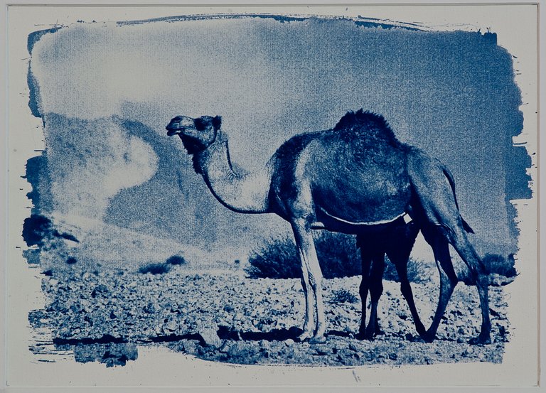 camel_and_calf_jebel_hafeet.jpg