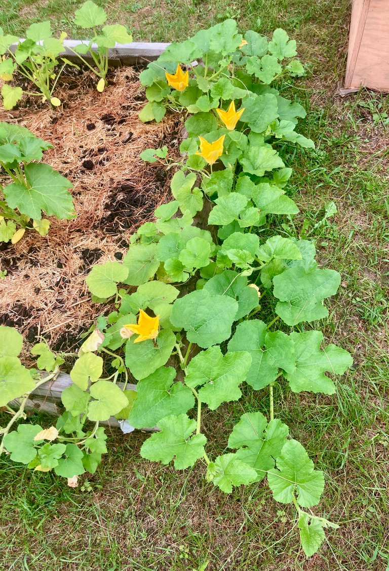 Squash