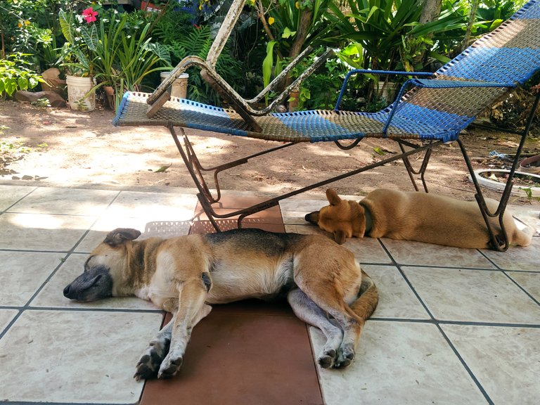 Pets in their time of rest//Las mascotas en su momento de descanso 