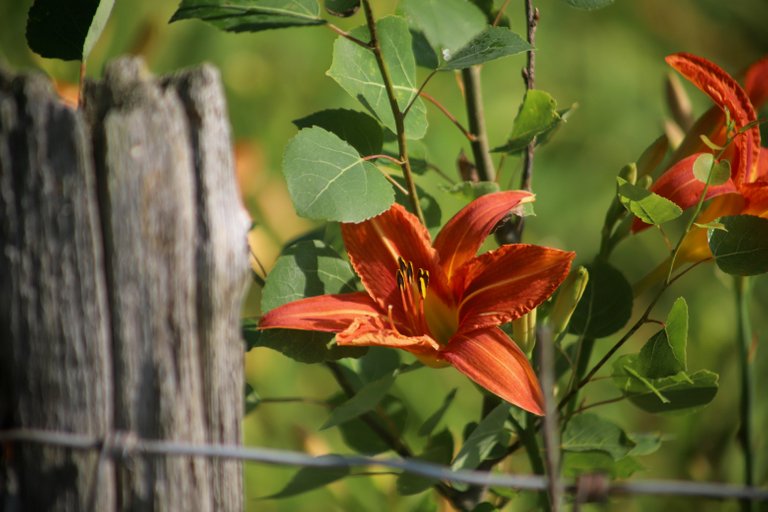 Day Lily