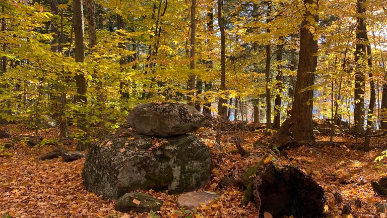 Forest view