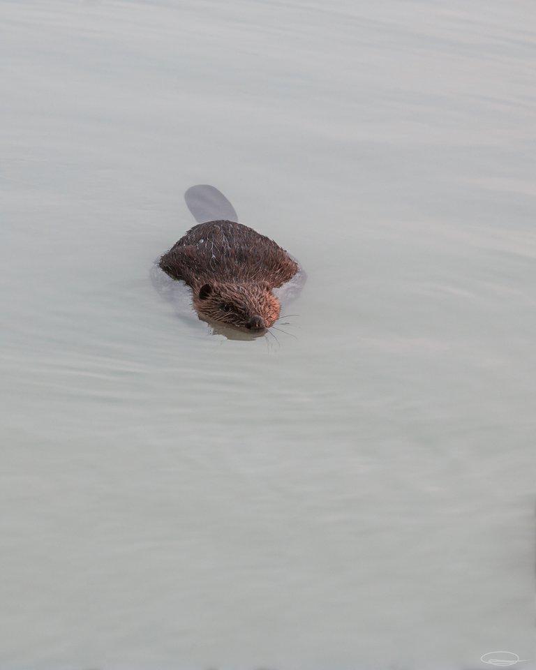 The Beaver | PhotoFeed Theme Contest - Wildlife Photography