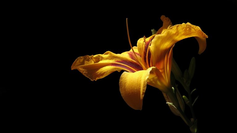 daylily_3512540_1920.jpeg