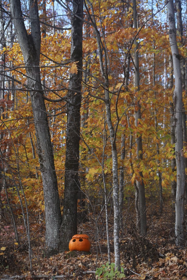 Walk in the woods