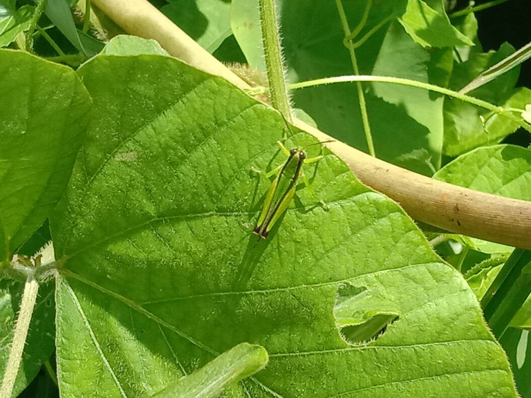 Gesonula.