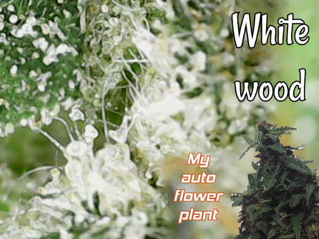 my_plant.png