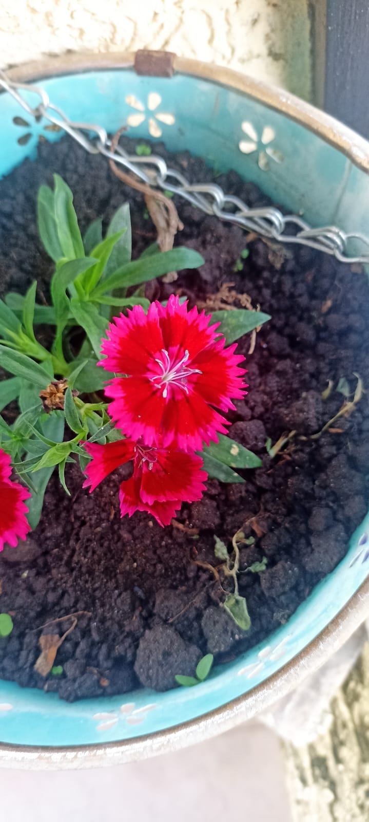 A new flower. Phone Photography Contest #92 (ESP/ENG)