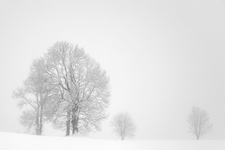 Trees on White - white fog, white snow, silhouettes of trees