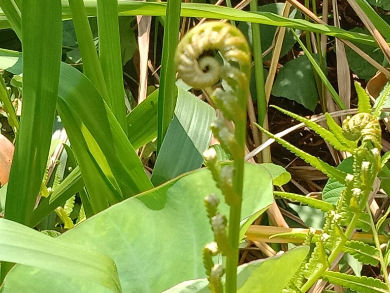 Swamp Shield-Fern.