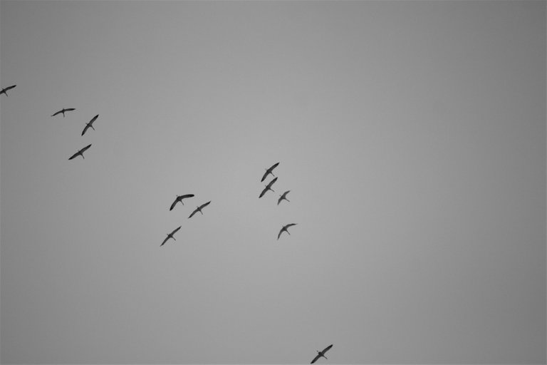 birds_02.jpg