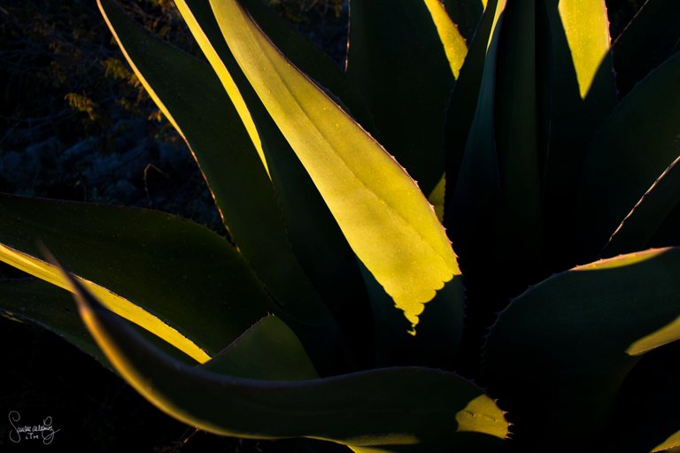 maguey_shadow.jpg