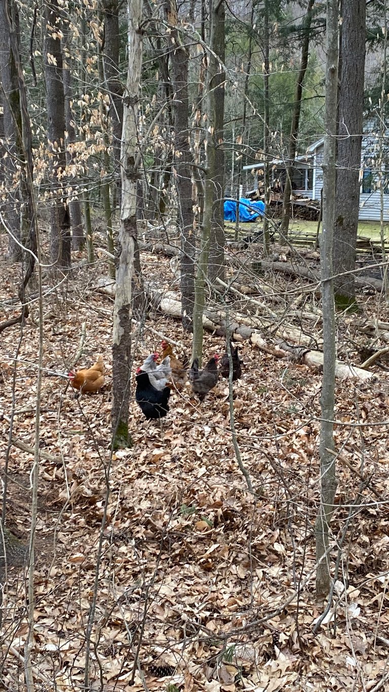 Chickens