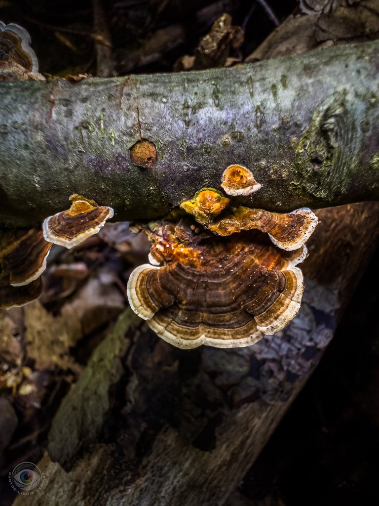 Turkey Tail Fungi