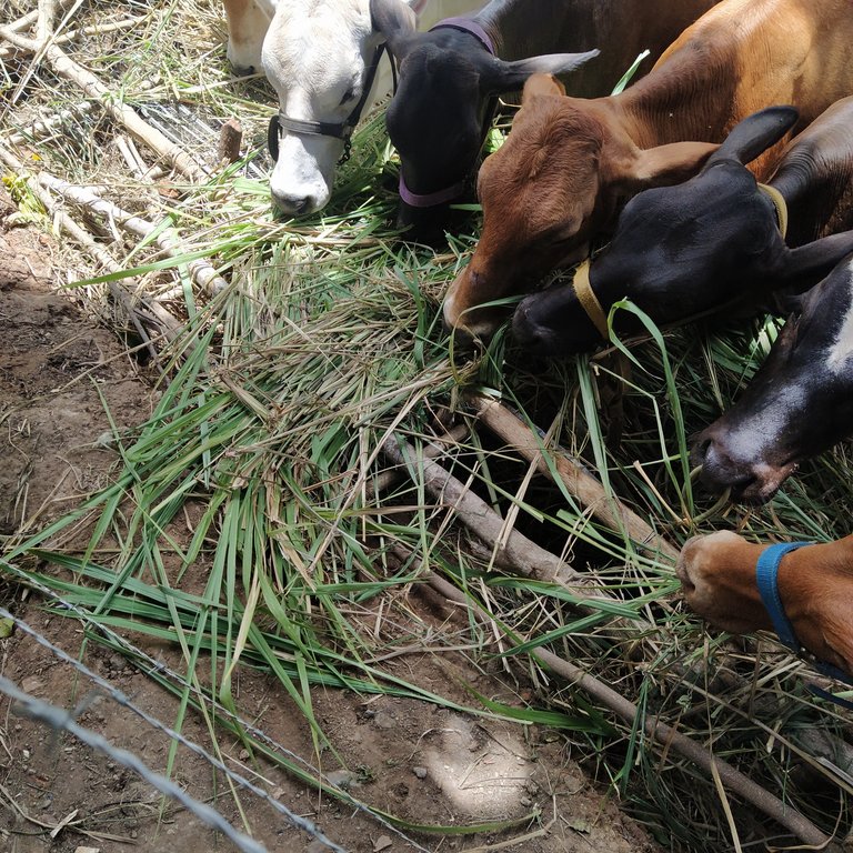 Watching as a friend cattle eat fresh grass//Observando mientras el ganado de un amigo come hierba fresca