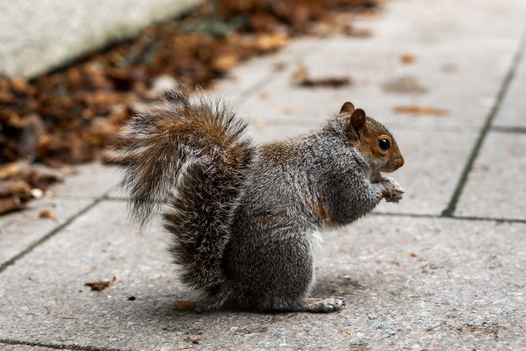 Profile of Grey Squirrel eating a peanut