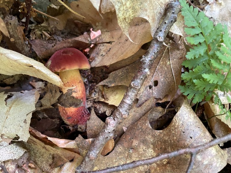 Red mushroom
