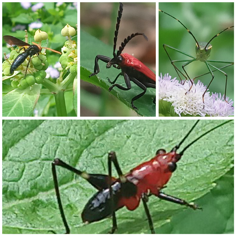 Collection of six (6) types of small winged animals9