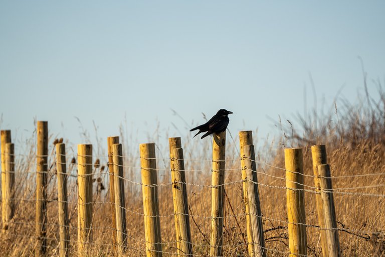 Carrion Crow sits on a fence post