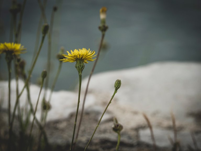Flora in the Green Lagoon in Poreč