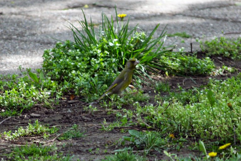 european_greenfinch_01.jpg