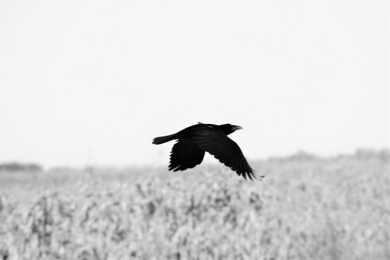 bw_birds_rook_img_3669_2_.jpg