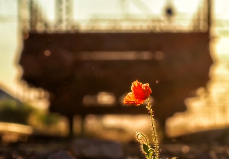 Poppy Season - Part Two