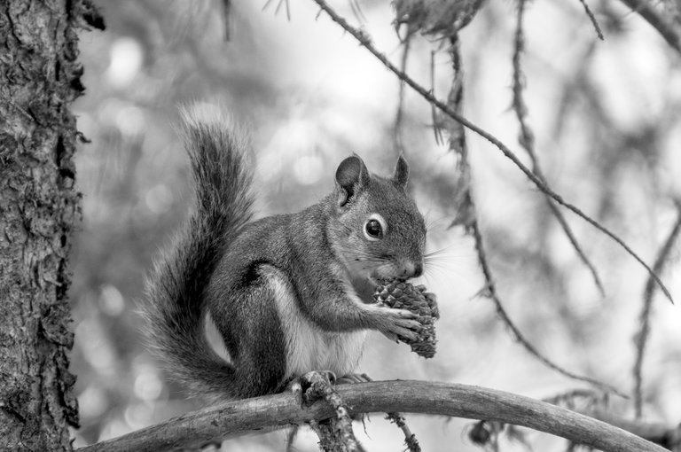 squirrel_4.jpg