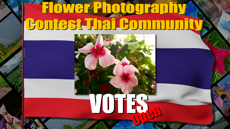 flower_contest_vote.png