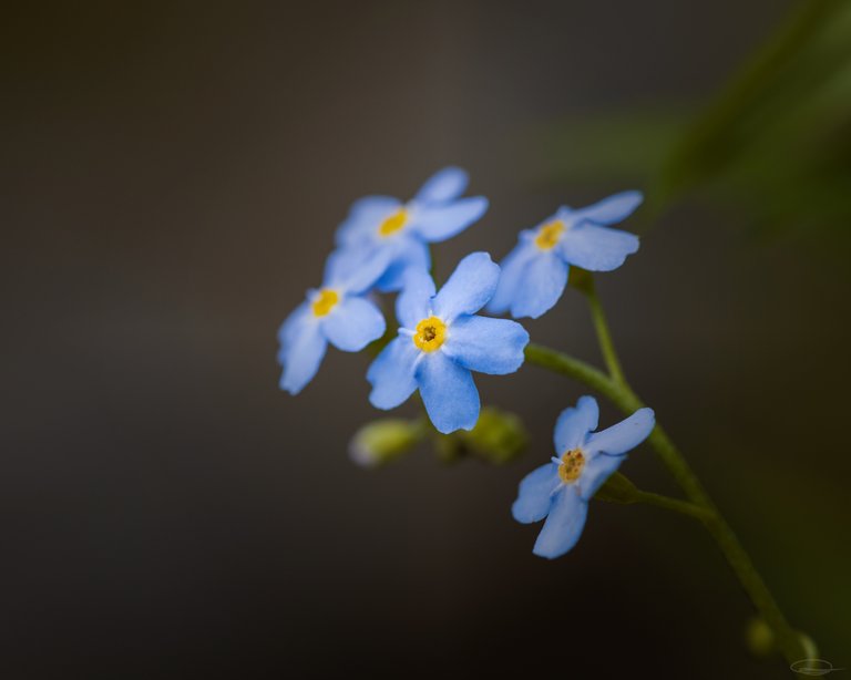 2019_06_19_myosotis_forget_me_not_01.jpg